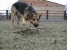 Rokko chewing old Xmas-tree
