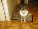 Rikki & Robin (dog & rabbit)
